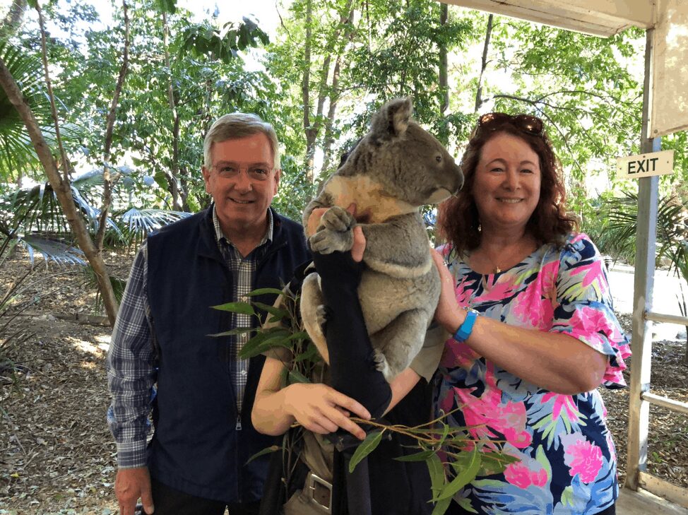 Koala in Brisbane Zoo - Clow Family Update